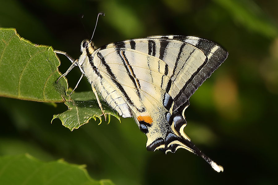 Iphiclides podalirius - Segelfalter, Falter