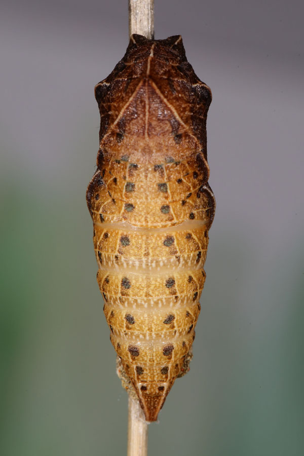 Iphiclides podalirius - Segelfalter, Puppe