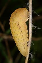 Iphiclides podalirius - Segelfalter, Vorpuppe