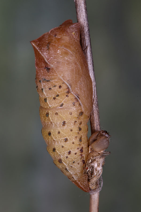 Iphiclides podalirius - Segelfalter, frische Puppe