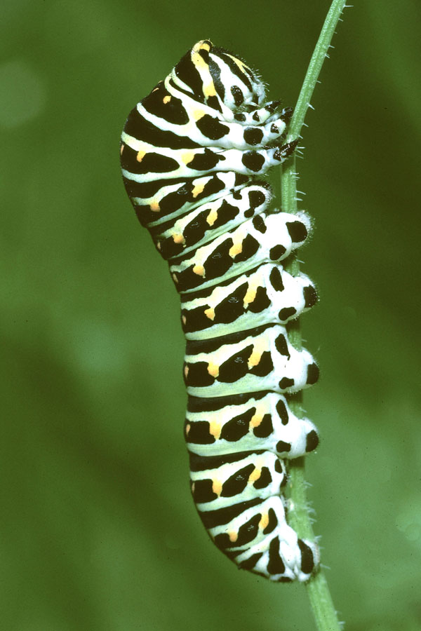 Papilio machaon - Schwalbenschwanz, Erwachsene Raupe