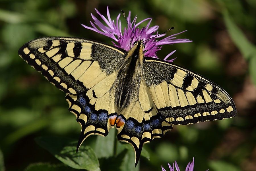 Papilio machaon - Schwalbenschwanz, Falter