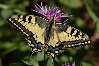 Papilio machaon - Schwalbenschwanz, Falter (1)