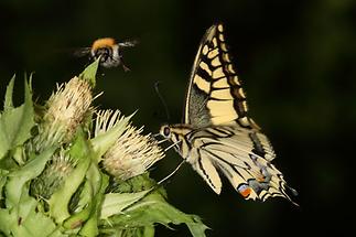 Papilio machaon - Schwalbenschwanz, Falter (2)