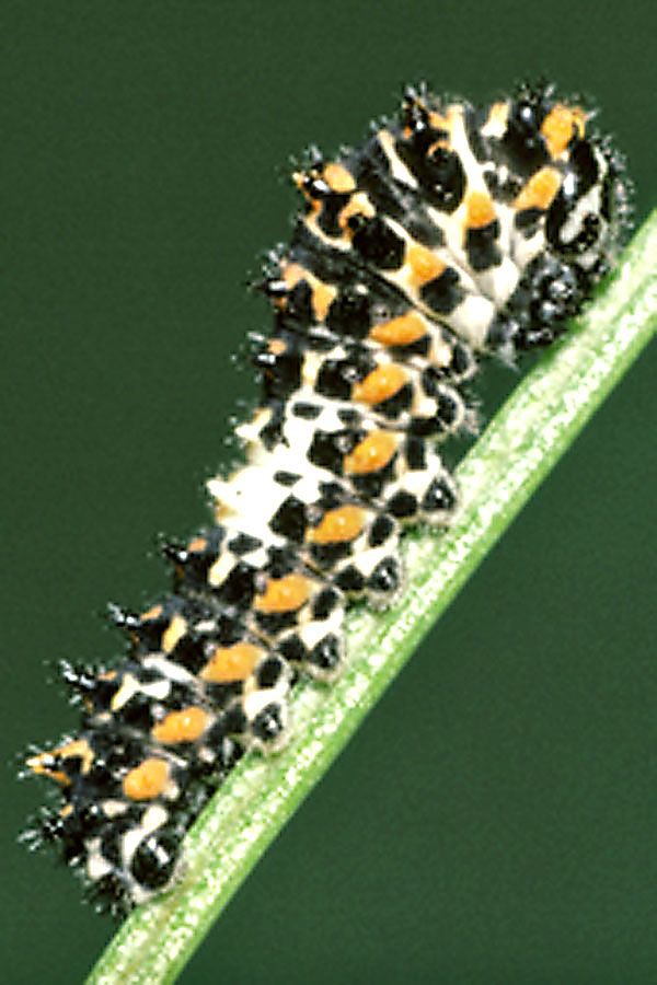 Papilio machaon - Schwalbenschwanz, Jungraupe
