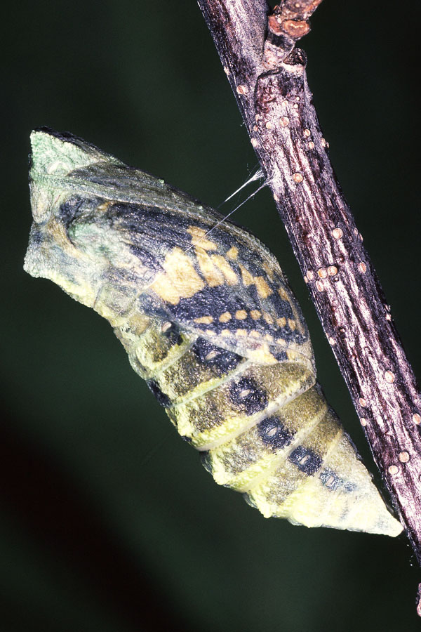 Papilio machaon - Schwalbenschwanz, Puppe Falter durchscheinend