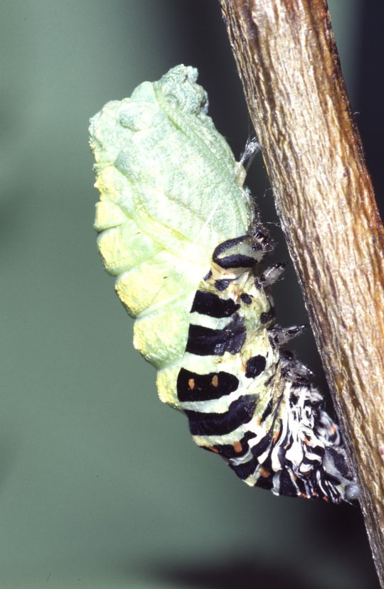 Papilio machaon - Schwalbenschwanz, Raupe beim Verpuppen