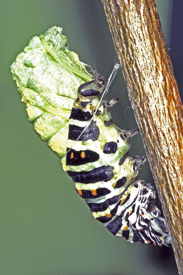 Papilio machaon - Schwalbenschwanz, Raupe beim Verpuppen (2)