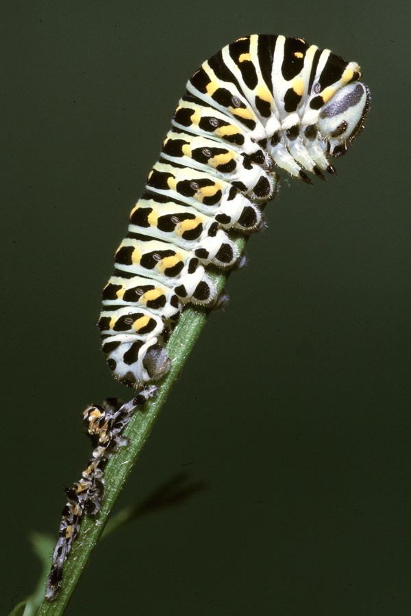 Papilio machaon - Schwalbenschwanz, Raupe frisch gehäutet