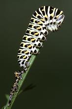 Papilio machaon - Schwalbenschwanz, Raupe frisch gehäutet