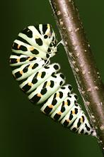 Papilio machaon - Schwalbenschwanz, Vorpuppe