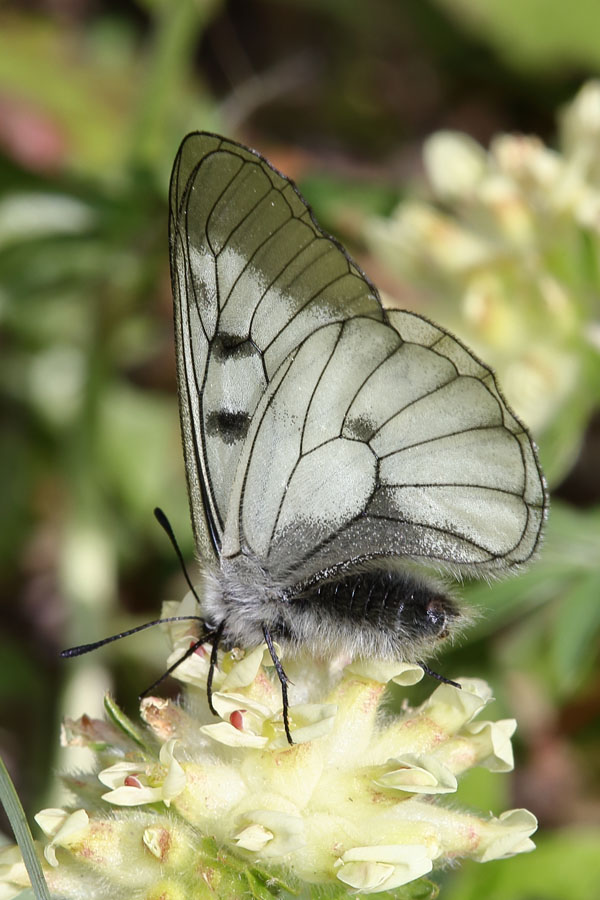 Parnassius Mnemosyne - Schwarzer Apollo, Falter