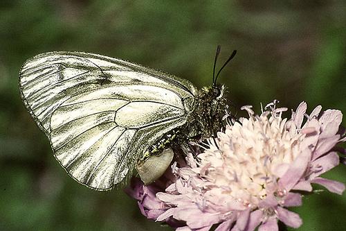 scaled-500x333-Parnassius_mnemosyne-Schwarzer_Apollo.jpg