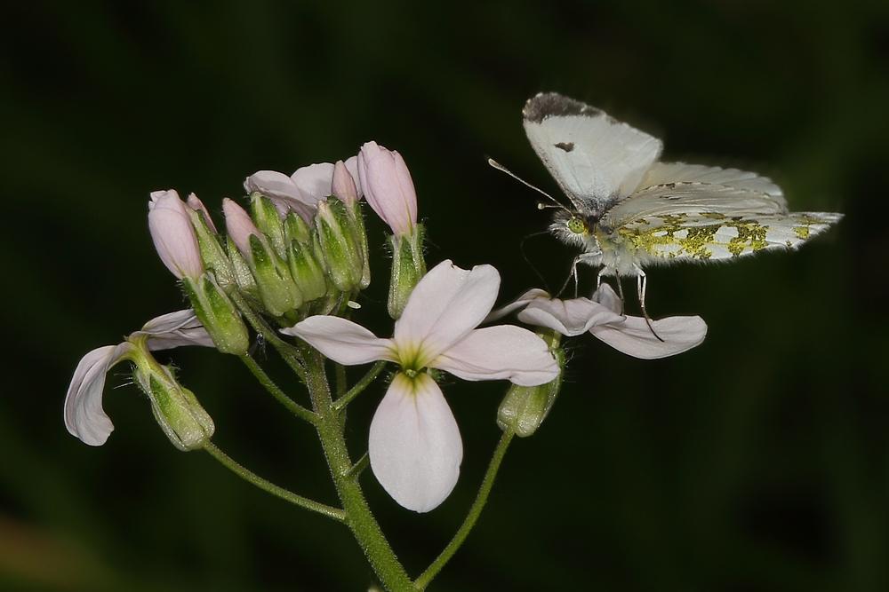 Anthocaris cardamines - Aurorafalter