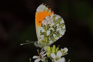 Anthocaris cardamines - Aurorafalter, Männchen