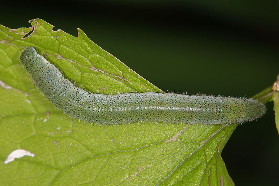 Anthocaris cardamines - Aurorafalter, Raupe