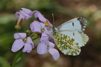 Anthocaris cardamines - Aurorafalter, Weibchen