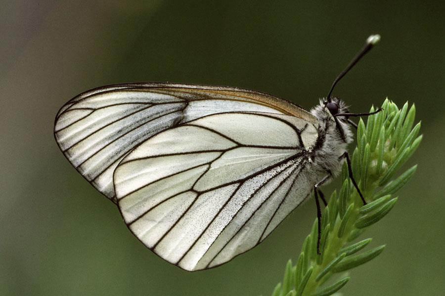 Aporia crataegi - Baumweißling, Falter