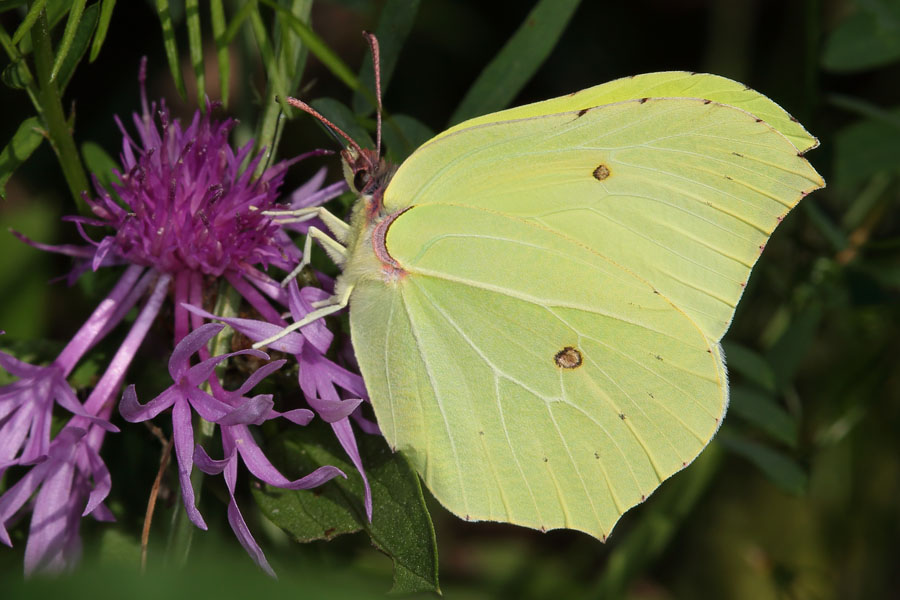 Gonepteryx rhamni - Zitronenfalter, Männchen