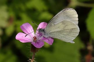 Leptidea sinapis, reali, juvernica - Tintenfleck-Weißling