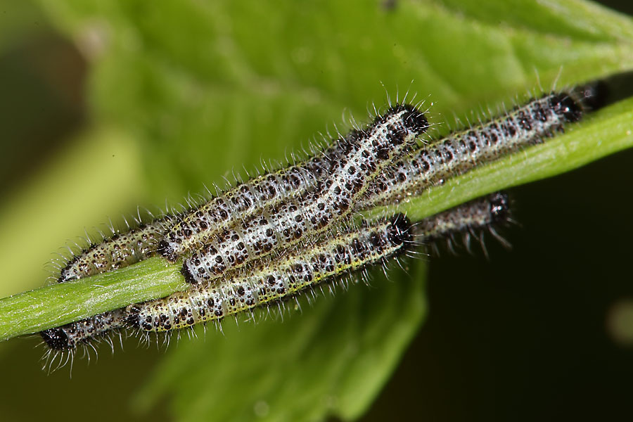 Pieris brassicae - Großer Kohlweißling, Jungraupen