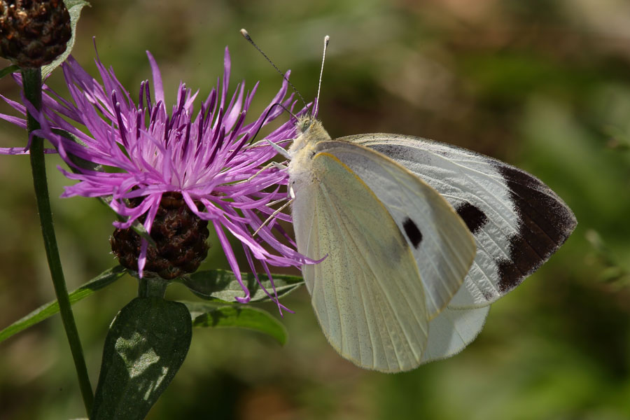 Pieris brassicae - Großer Kohlweißling, Weibchen