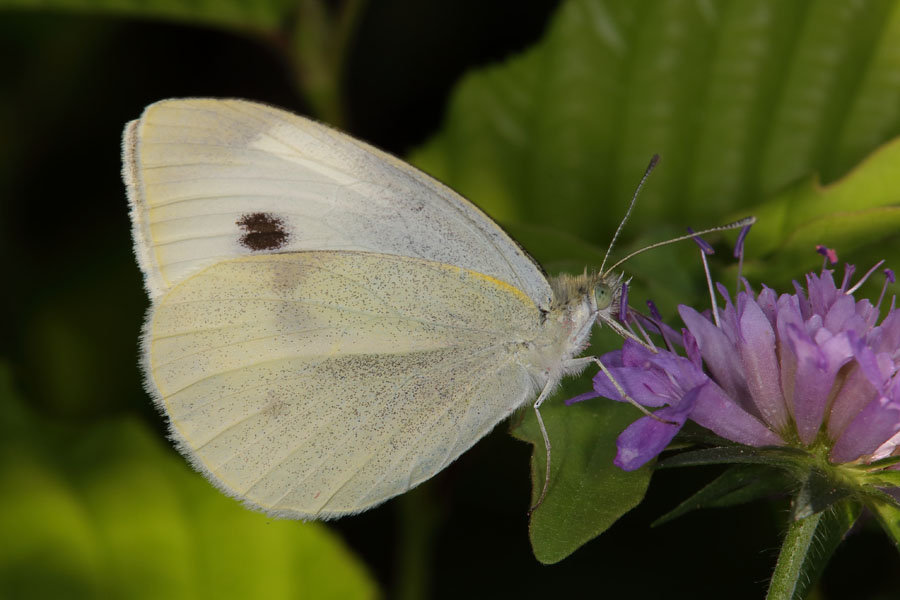 Pieris rapae - Kleiner Kohlweißling, Falter auf Blüte