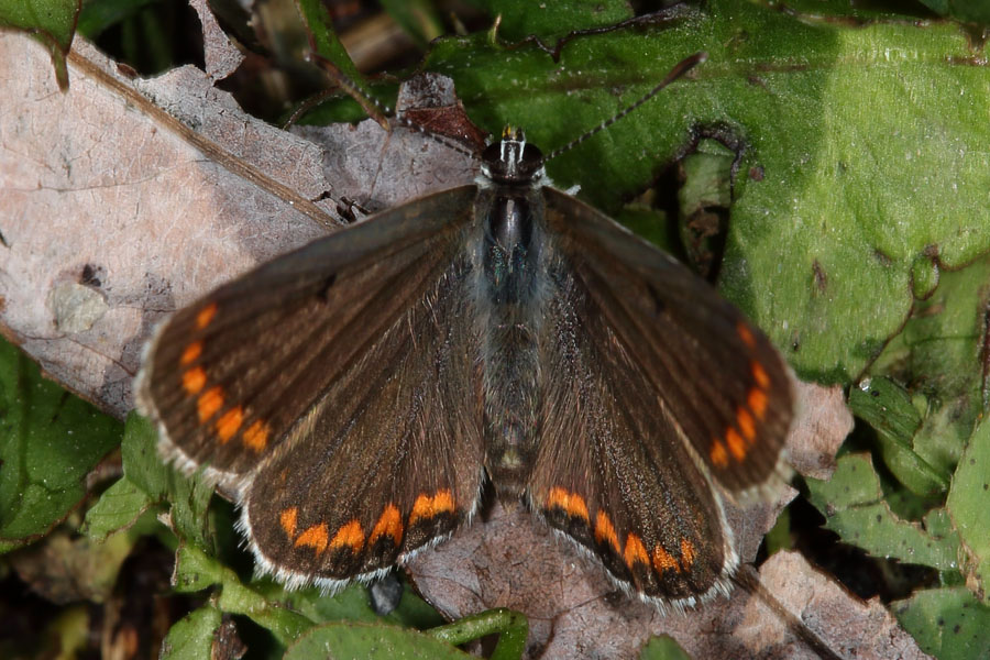 Aricia agestis - Kleiner Sonnenröschen-Bläuling, Falter