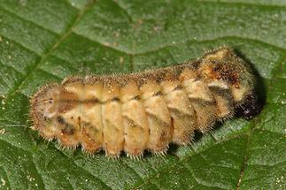 Favonius quercus - Blauer Eichen-Zipfelfalter, Raupe