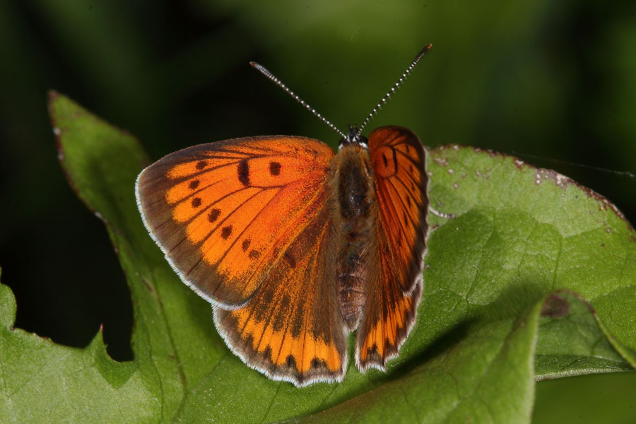 Lycaena dispar - Großer Feuerfalter, Weibchen