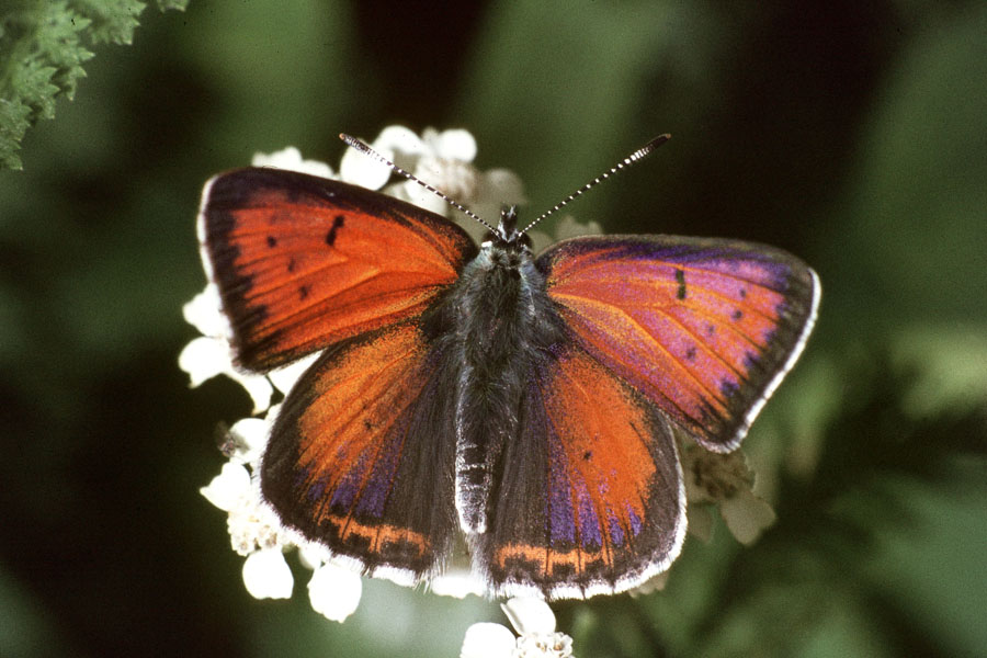 Lycaena hippothoe - Lilagold-Feuerfalter, Männchen