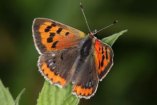 Lycaena phlaeas - Kleiner Feuerfalter, Falter (1)