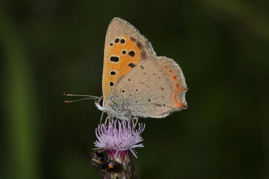 Lycaena phlaeas - Kleiner Feuerfalter, Falter