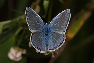 Plebejus idas - Idas-Bläuling, Falter