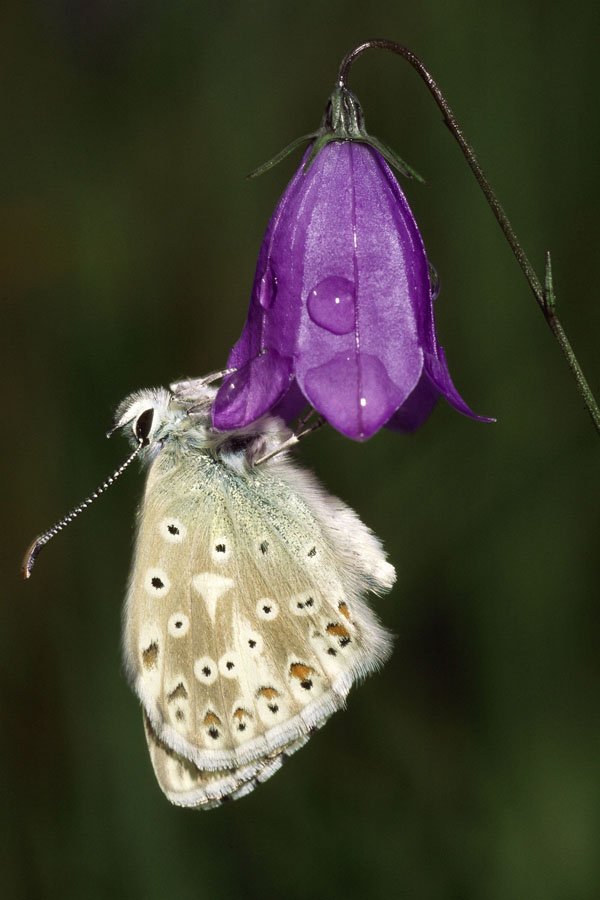 Polyommatus coridon - Silbergrüner Bläuling, Falter auf Blüte