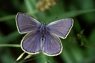 Polyommatus icarus - Hauhechel-Bläuling, Falter (1)