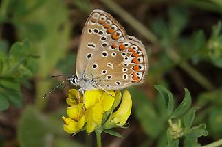 Polyommatus icarus - Hauhechel-Bläuling, Falter (2)