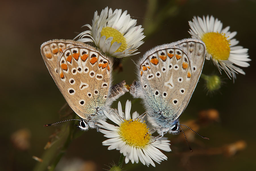 Polyommatus icarus - Hauhechel-Bläuling, Paar