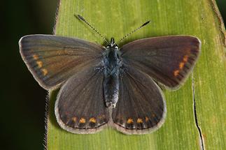 Polyommatus icarus - Hauhechel-Bläuling, Weibchen