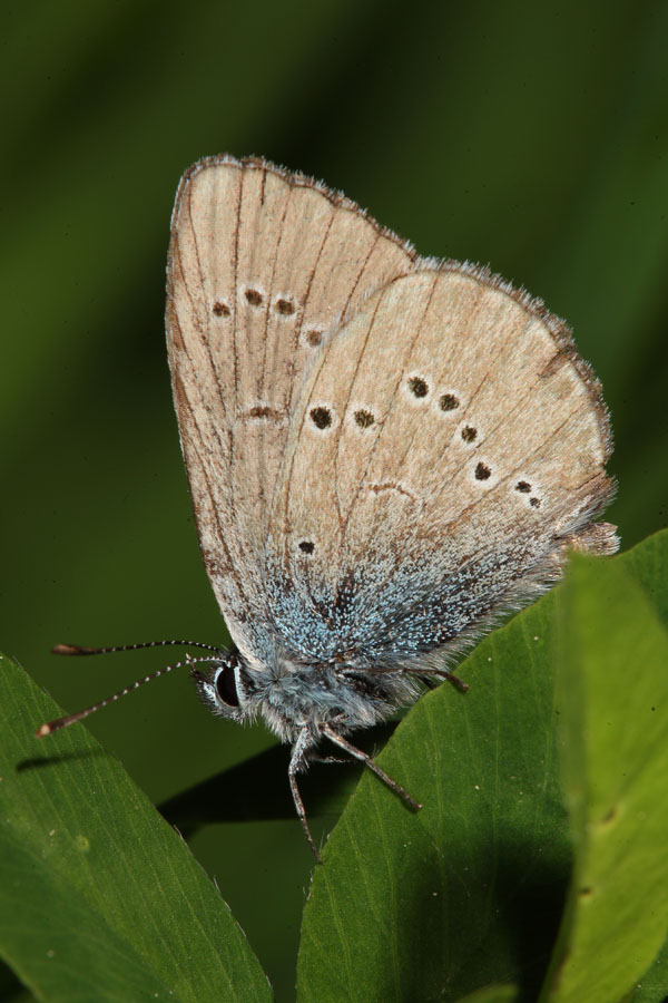 Polyommatus semiargus - Rotklee-Bläuling, Falter