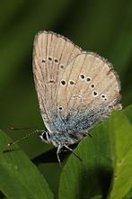 Polyommatus semiargus - Rotklee-Bläuling, Falter (2)