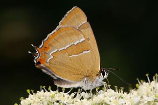 Thecla betulae - Nierenfleck-Zipfelfalter, Falter