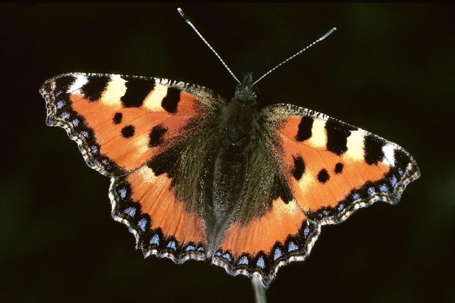 Aglais urticae - Kleiner Fuchs, Falter Oberseite