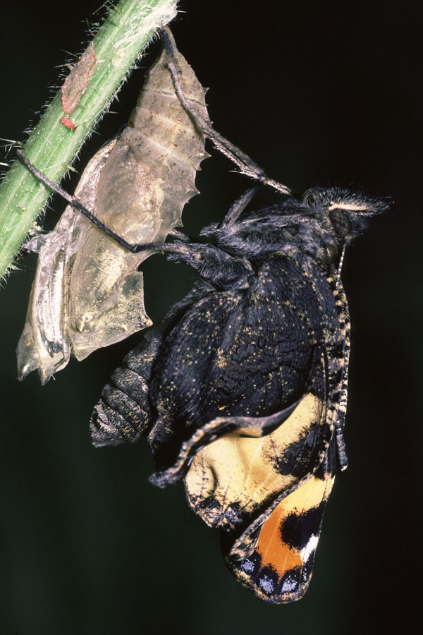 Aglais urticae - Kleiner Fuchs, Falter beim Schlüpfen