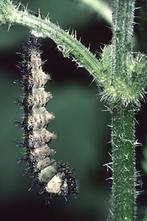 Aglais urticae - Kleiner Fuchs, Vorpuppe