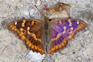 Apatura ilia - Kleiner Schillerfalter, Männchen Oberseite (2)