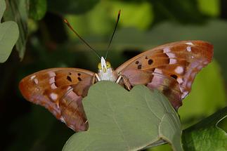 Apatura ilia - Kleiner Schillerfalter, Männchen Unterseite (1)