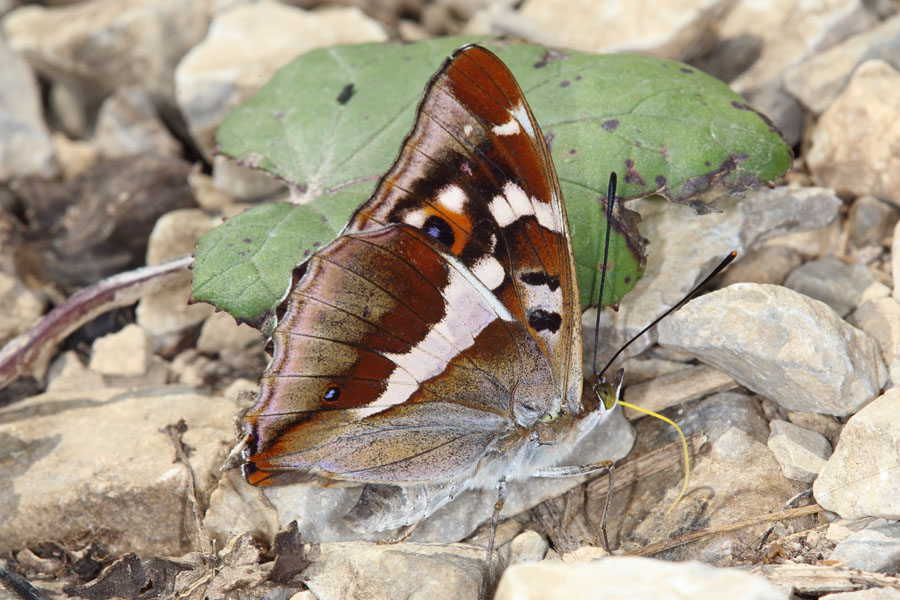 Apatura iris - Großer Schillerfalter, Falter Unterseite