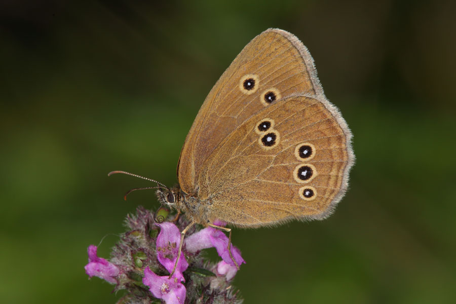 Aphantopus hyperantus - Schornsteinfeger, Falter Seite