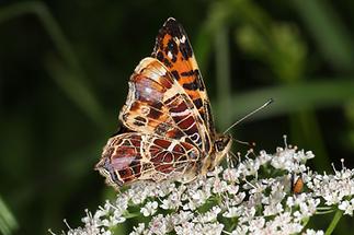 Araschnia levana - Landkärtchen, Falter Frühlingsgeneration Unterseite